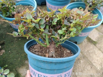  月季植株如何進(jìn)行矮化？
