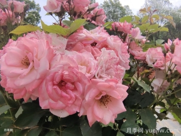 月季花后需要修剪嗎？不剪可以嗎？