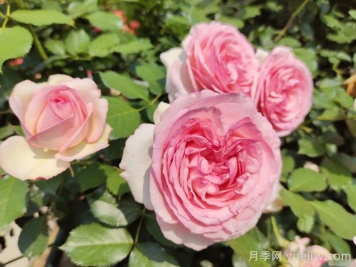 粉龍月季，世界最美藤本月季