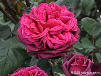 狄安娜伯爵夫人月季的優(yōu)缺點(diǎn)是什么？