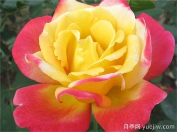 怡紅院月季的優(yōu)缺點(diǎn)是什么？