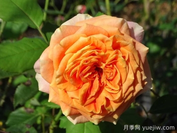 科塔別墅月季的介紹以及優(yōu)缺點(diǎn)