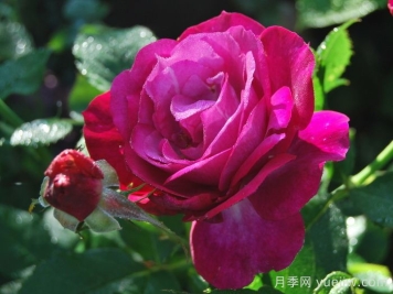 無垠藍(lán)天月季/藍(lán)色伊甸園月季