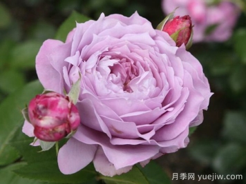 諾瓦利斯月季/藍(lán)花詩人/波塞冬
