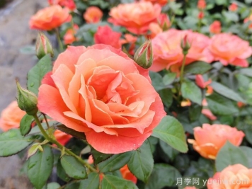 月季花什么時(shí)間開，花期多久？