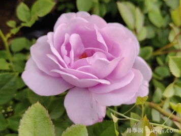 月季花開為何多姿多彩？科學分析