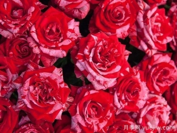 幸運(yùn)女神月季的優(yōu)缺點(diǎn)是什么？