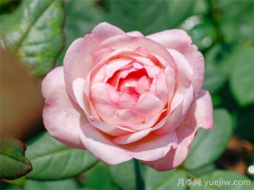 草莓杏仁餅月季介紹和優(yōu)缺點(diǎn)