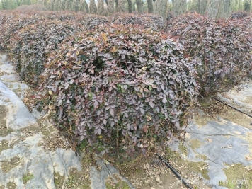 月季花耐寒最低多少度？
