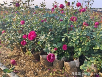 夏季月季一天澆幾次水？