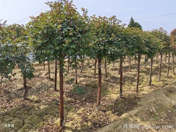 樹狀月季栽培的環(huán)境有什么要求？