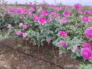 月季夏天怎么養(yǎng)？夏季月季的養(yǎng)殖注意事項(xiàng)