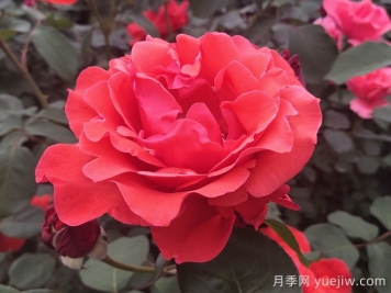 大花月季品種的花朵大小會(huì)受到哪些因素影響？