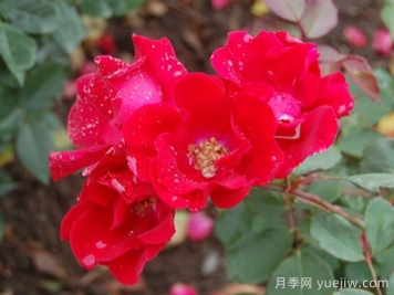 螢火蟲(chóng)月季/荷斯坦月季