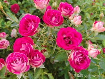 紅寶石冰月季是豐花還是微型月季？
