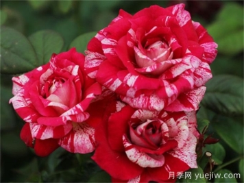 胡里奧月季的優(yōu)缺點(diǎn)是什么？