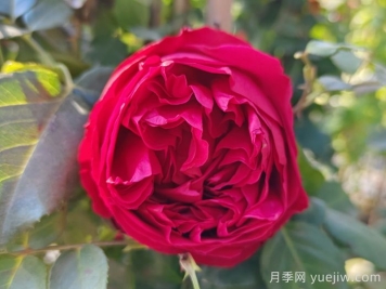 六月不怕熱的月季
