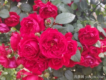推薦10種不怕熱的月季，夏天隨便養(yǎng)，花開不停
