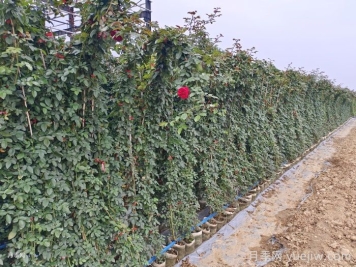 月季在背陰處如何開花？