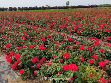 夏季月季苗管理技術(shù)要點(diǎn)