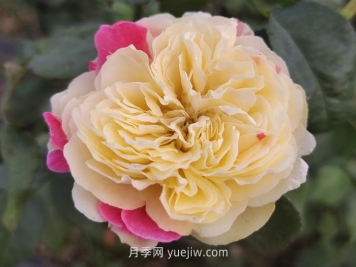 推薦88個最美月季品種，讓花友美到心醉，陶醉其中