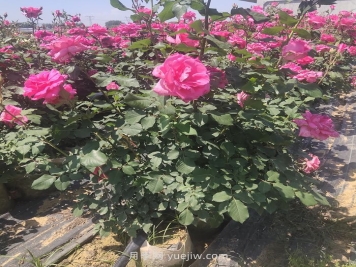 夏季月季修剪不當(dāng)為什么會(huì)死？