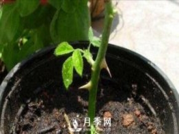 冬季扦插月季花，還能活嗎？