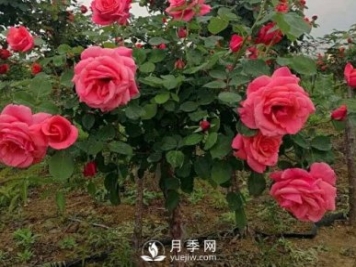 月季花扦插生根慢？月季網(wǎng)教你快速生根法！