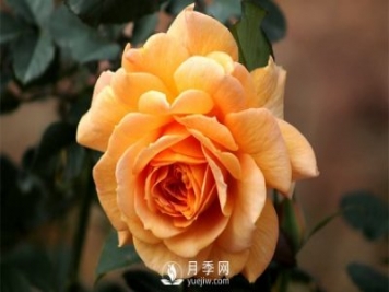 盆栽月季樹插穗、新栽苗、生長期如何修剪？