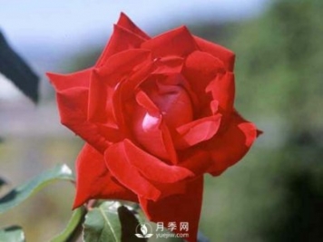 月季的硬枝扦插和管理方法很重要的，直接月季繁育