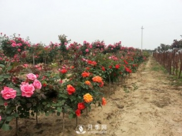 月季樹(shù)可以移栽嗎？要注意什么你都知道嗎？