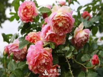 月季該如何栽培管理，養(yǎng)殖方法又是什么呢？