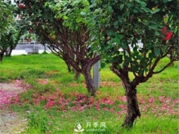 月季樹，玫瑰樹，樹狀月季的優(yōu)勢(shì)