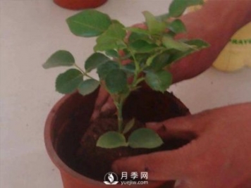 盆栽種植樹狀月季要怎樣選擇花盆和盆土？