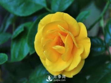 怎樣能使南陽盆栽月季花期長、開大花？