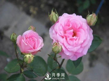 泰達(dá)粉鉆月季的優(yōu)缺點(diǎn)是什么？