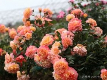 養(yǎng)盆栽月季想多開花，除了土壤選對，施肥也很重要