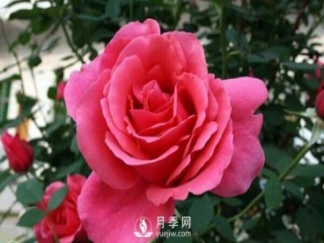 樹狀月季花的盆栽養(yǎng)殖方法