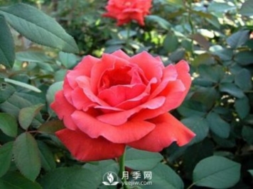 南陽(yáng)月季扦插方法介紹