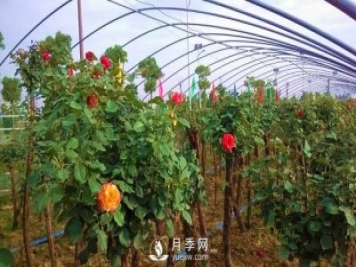 南陽樹狀月季怎么培育，南陽月季樹有什么特點