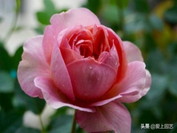 推薦3個(gè)優(yōu)秀的冷門月季品種，也許還在誰的花園里爭(zhēng)美