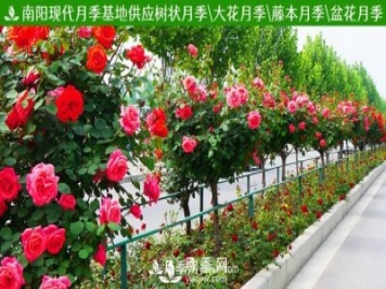 月季網(wǎng)為您推薦供應(yīng)觀賞價(jià)值很高的月季——樹狀月季