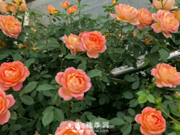 讓盆栽月季長(zhǎng)得更好的技巧