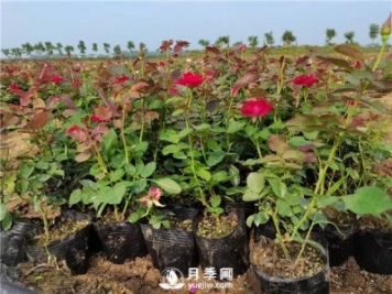怎樣使盆栽月季花開(kāi)不斷？