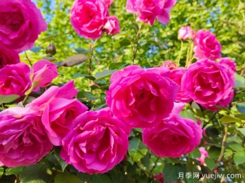 新手也能養(yǎng)好月季花，養(yǎng)好月季的5個(gè)簡(jiǎn)單步驟
