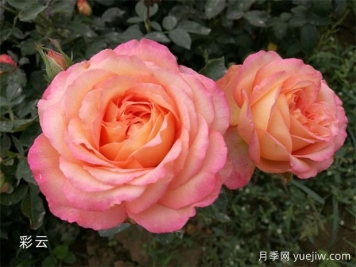 養(yǎng)月季怕什么？
