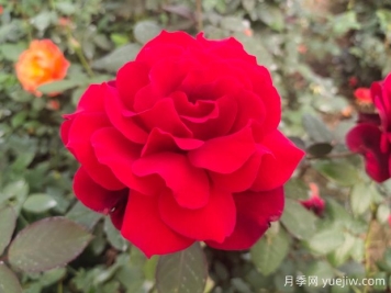 新手如何養(yǎng)好月季花？
