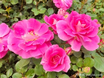 月季葉黃別急，教你如何解決，花開勝似海