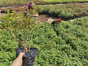 3月底4月初，月季管理要重視這3件事