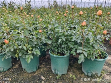 四月月季孕蕾期管理重點與注意事項
